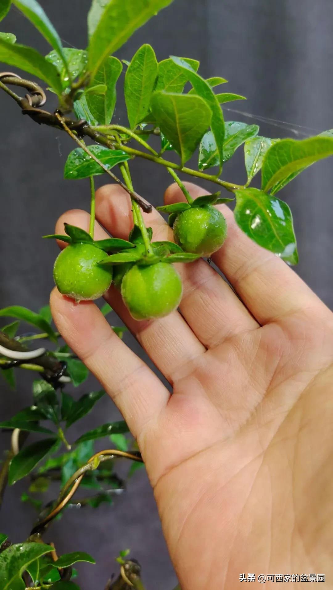 金弹子是十大名贵盆景吗,金弹子盆景什么时候开花结果