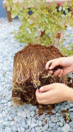 天狼说月季不长根,天狼说月季老苗修剪