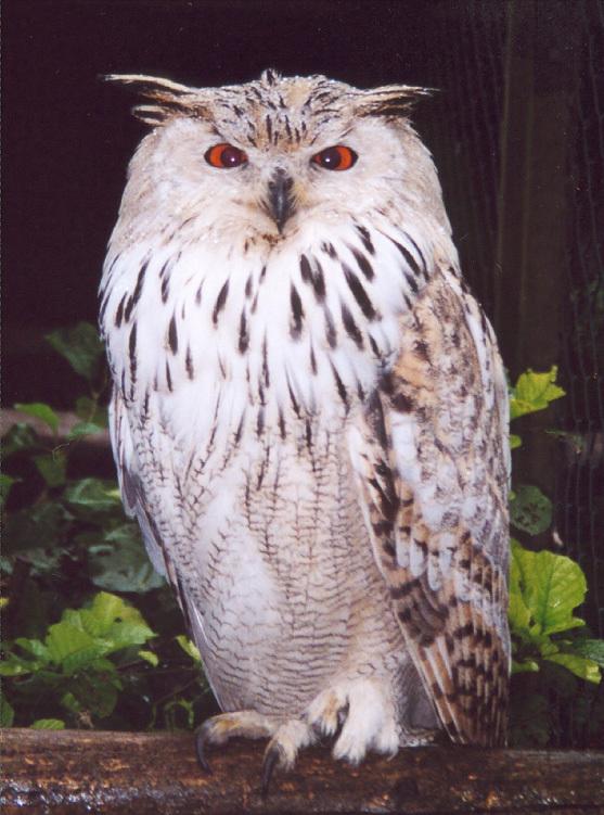 东江揽胜,惠州淡水常见鸟类图谱