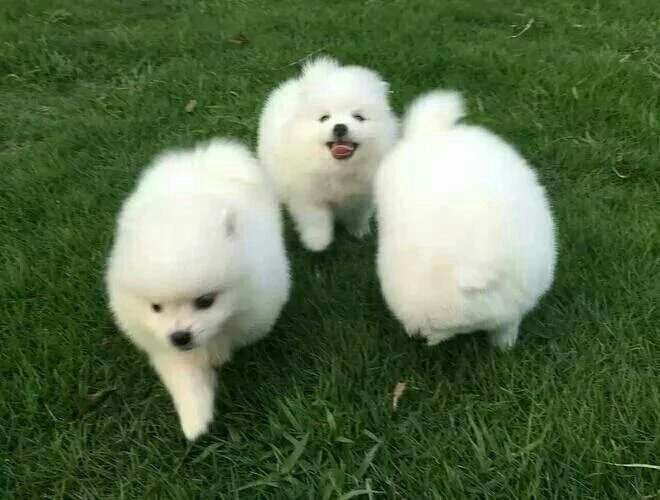 博美犬疯狂掉毛怎么办？换毛期该怎么护理？吃什么能美毛？