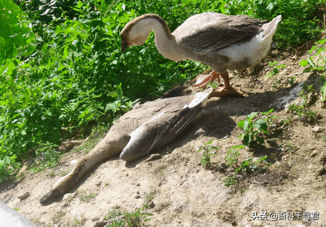 蛇怕鹅鸭粪,蛇怕鹅粪科学解释