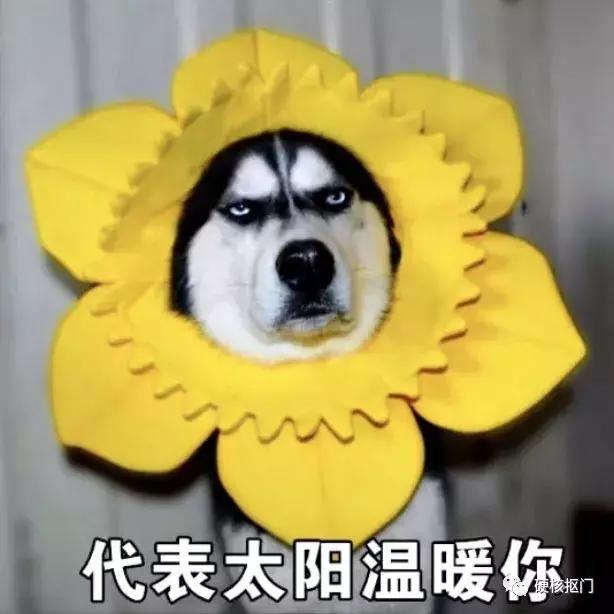 省钱|可以免费领的手机流量合集