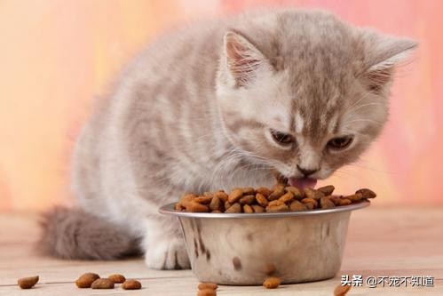 猫咪一天吐几次是怎么回事还挑食,猫咪不爱吃东西怎么办呢