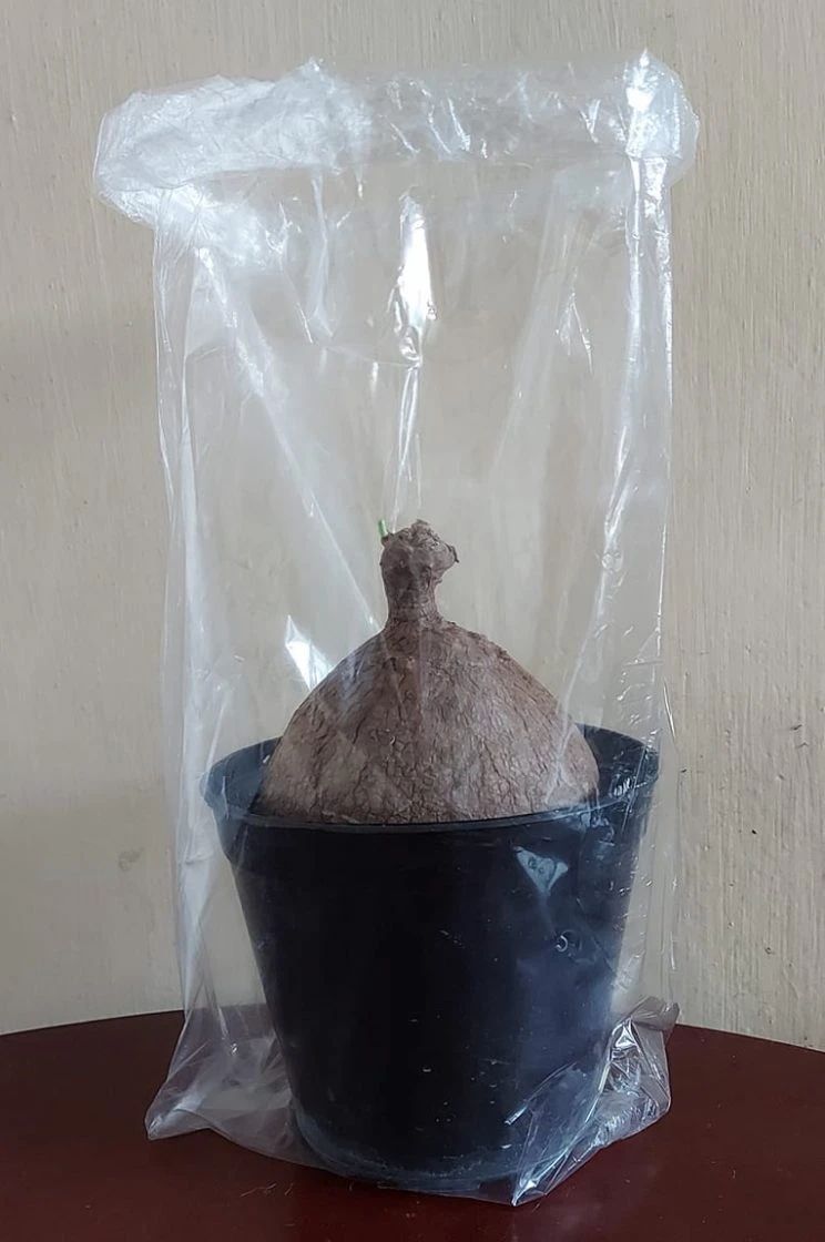 买了一个特小的山乌龟能长大吗,哪种山乌龟可以长叶子