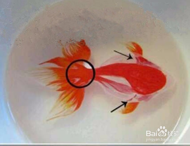 树脂画金鱼的做法,3d树脂金鱼画教程视频