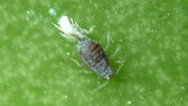 仙客来叶子上的小虫子,仙客来叶子背面有白色的虫