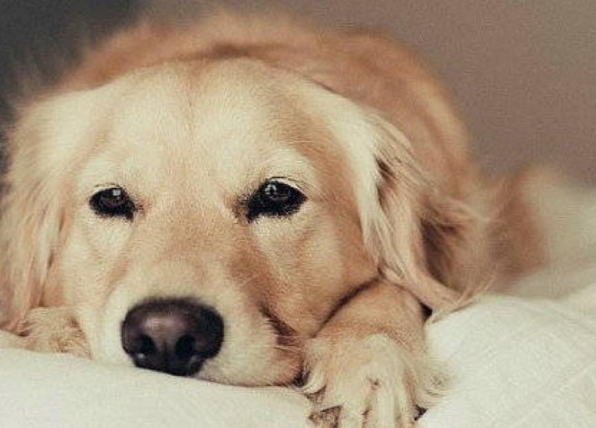 金毛犬拉稀怎么回事,金毛犬拉稀有什么症状