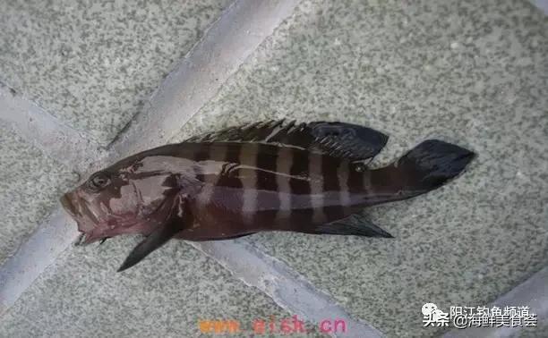 十种最受欢迎的海鱼,钓鱼人最爱的海鱼