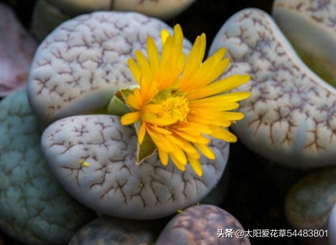 多肉生石花怎么移栽,多肉生石花多久开花