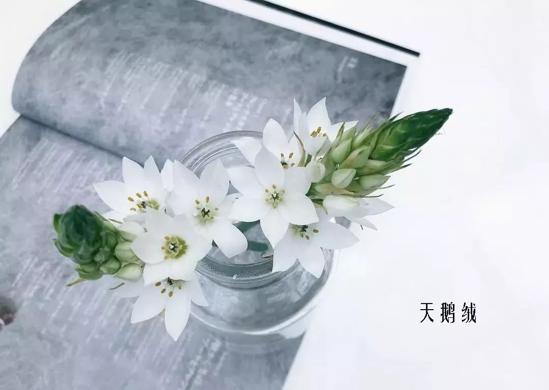 花店里同款的两种不同价格的花材,花店最容易被顾客误解的几种花材