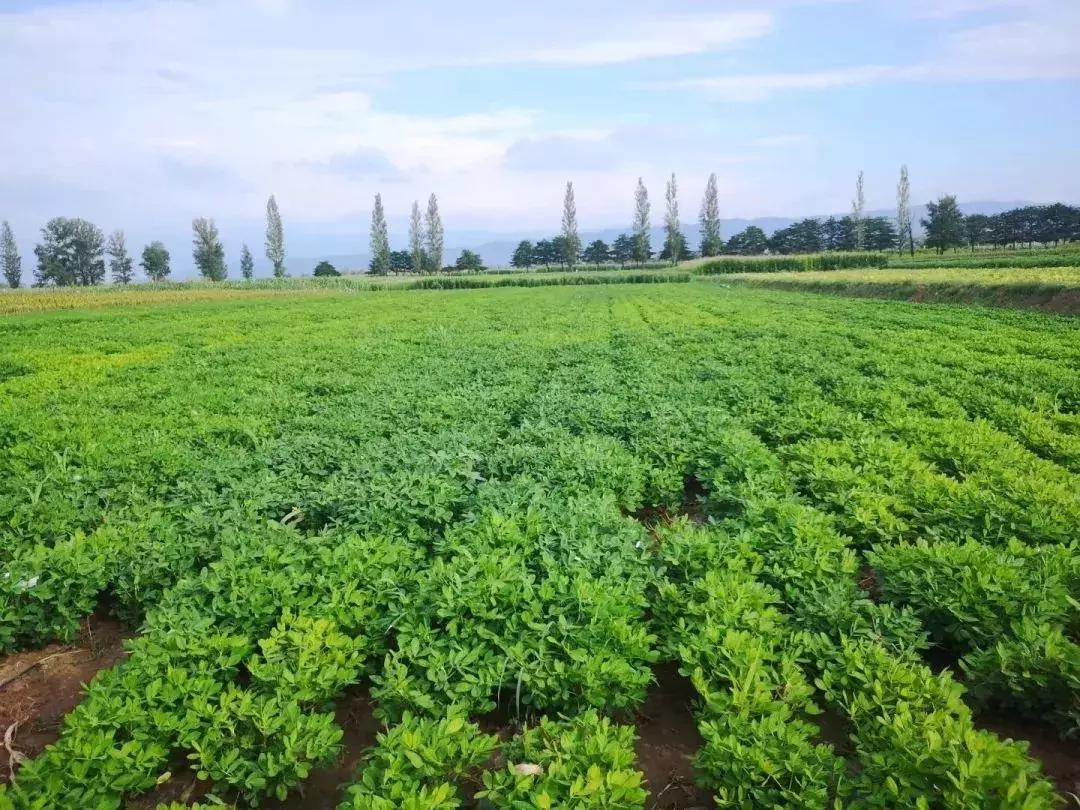 花生为什么叫番豆,花生豆为何叫花生米