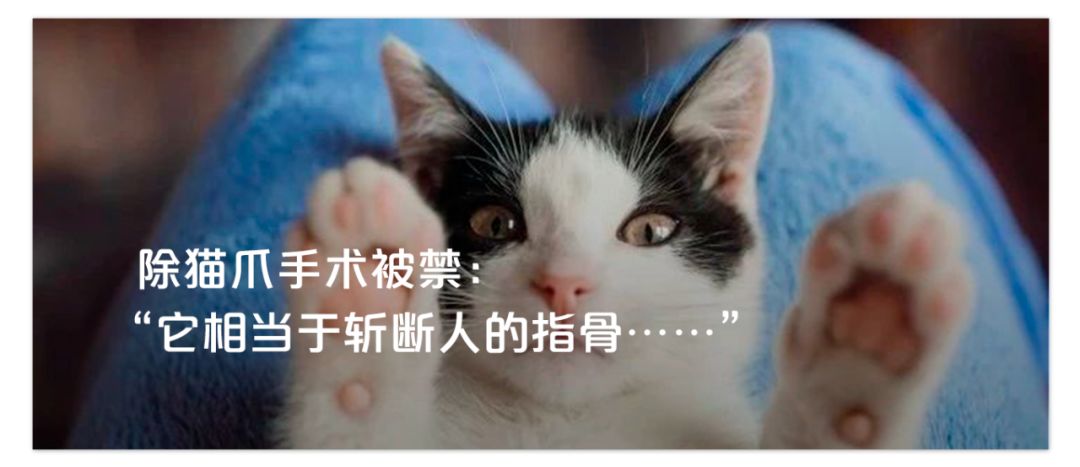 离婚后，她开始写爱，写背叛，“看看做成年人是怎样一回事”