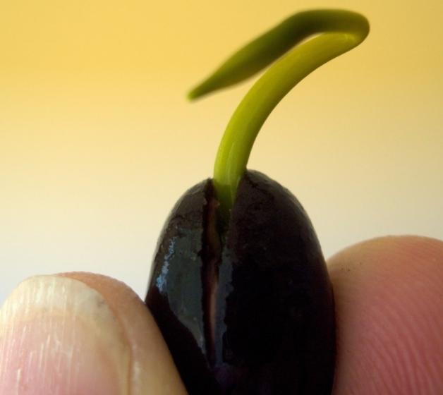 我家的江南风光，小小碗莲，自在清香淡雅，真的好看极了