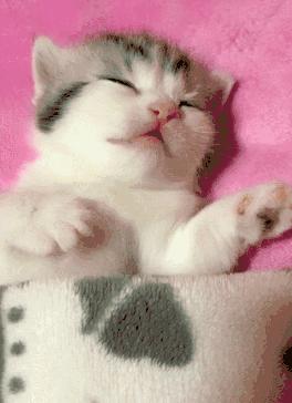 猫会像人一样做梦吗,猫老是做梦