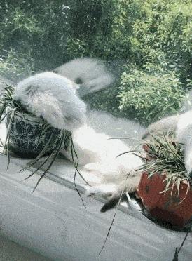 家有萌猫，千万别养这些花草！！