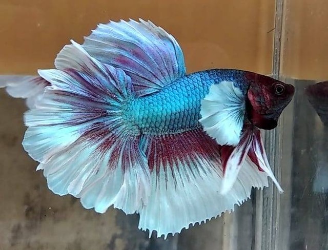 适合新手养的鱼宠,入门养鱼养什么鱼