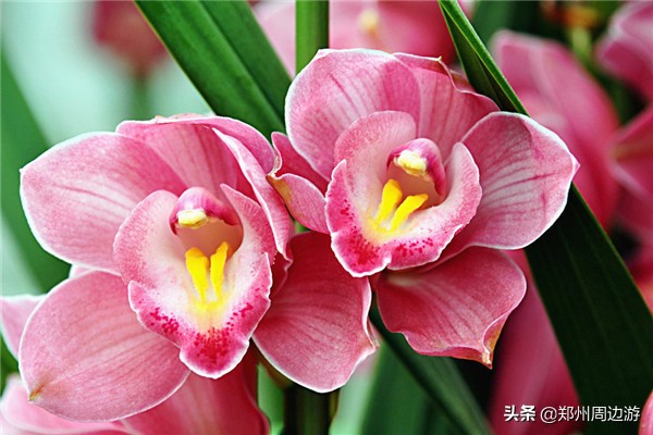 十种最旺客厅的花冬季,春节喜庆花卉有哪些