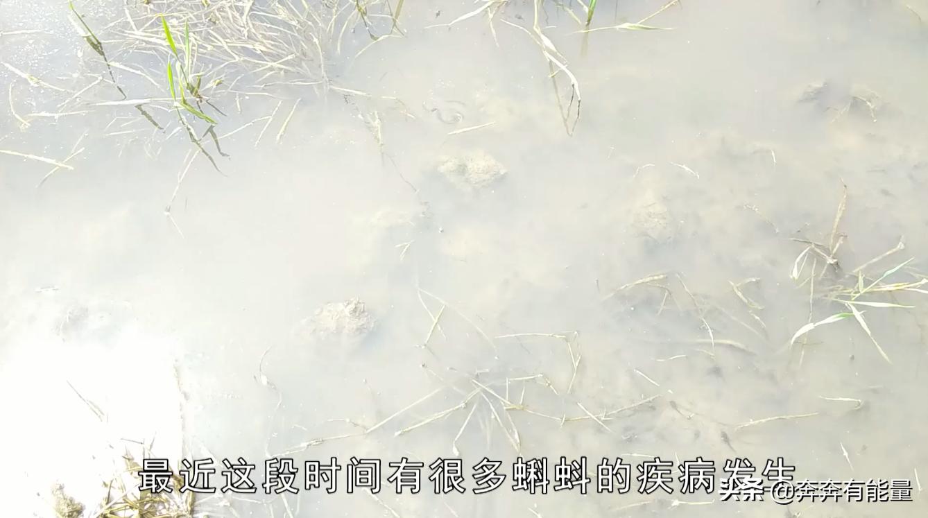 池子水浑浊，15天了蝌蚪还长不大，谁在捣乱？青蛙到了养殖关键期