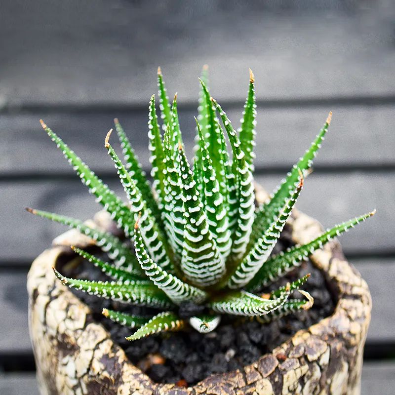 鼠尾兰多肉植物的养护,狐尾兰怎么养才好看