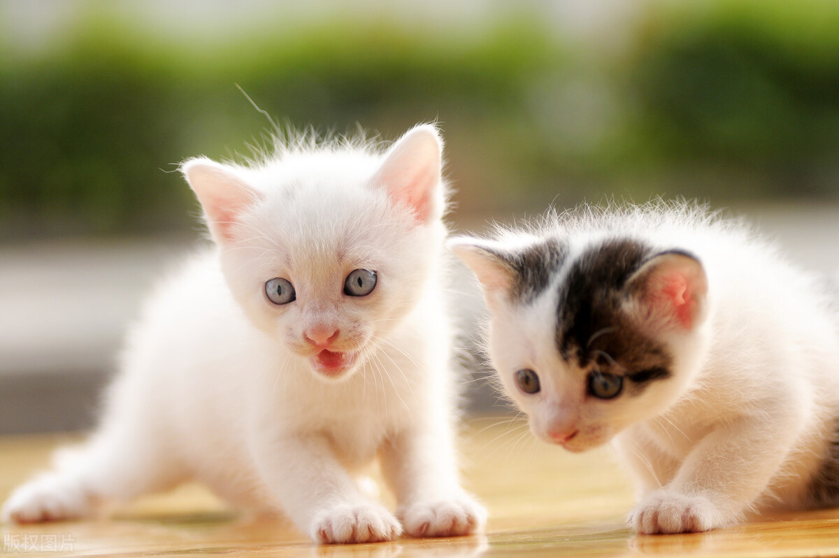 猫咪难产主人怎么助产,猫咪难产去医院小猫怎么处理