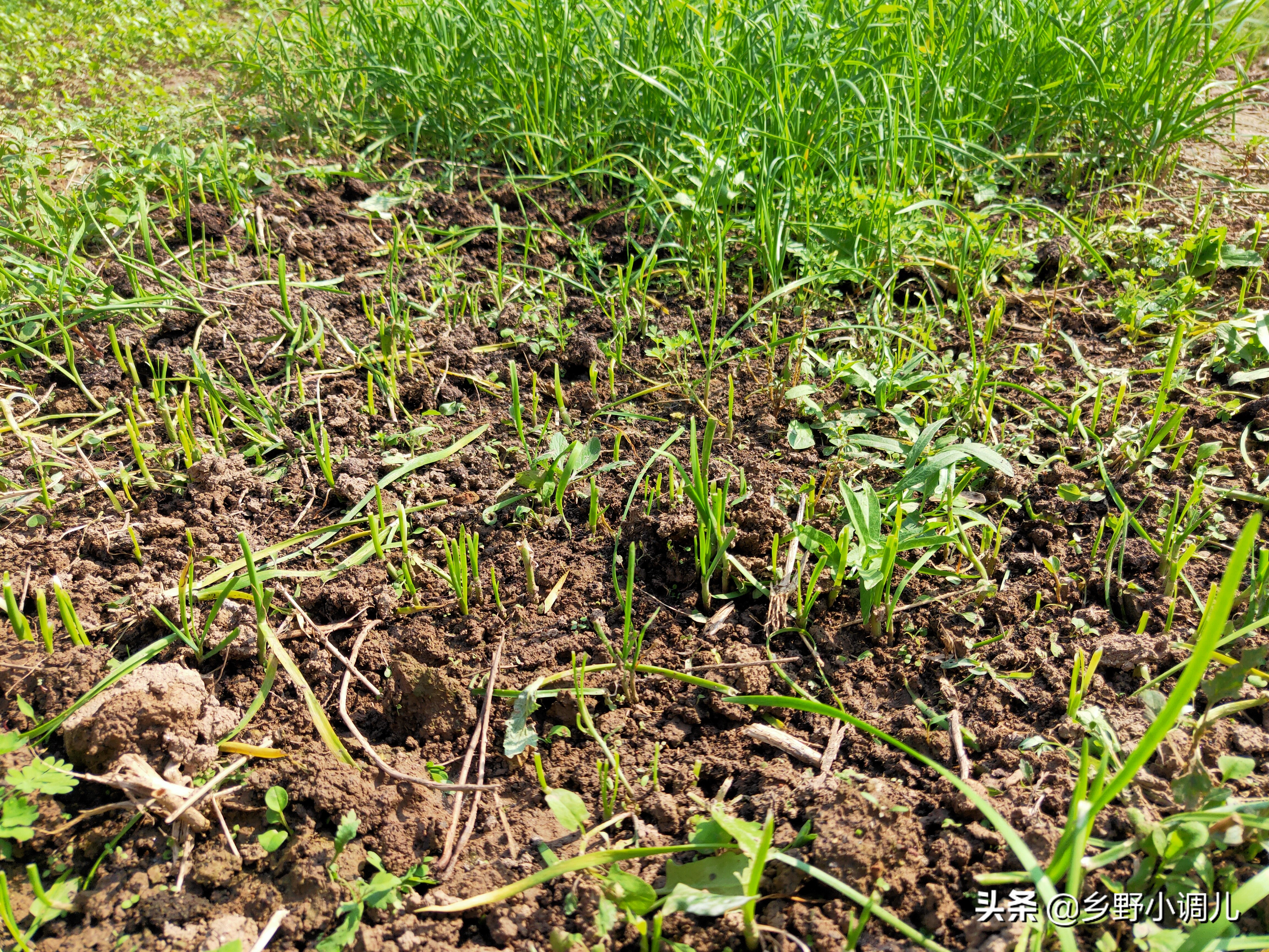韭菜割完怎么管理,韭菜割了以后怎么管理