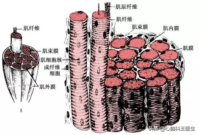立普妥副作用和用药禁忌,立普妥的副作用都有哪些