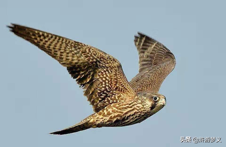 那些说不出名字的鸟,常见的纯黑色羽毛的鸟有哪些