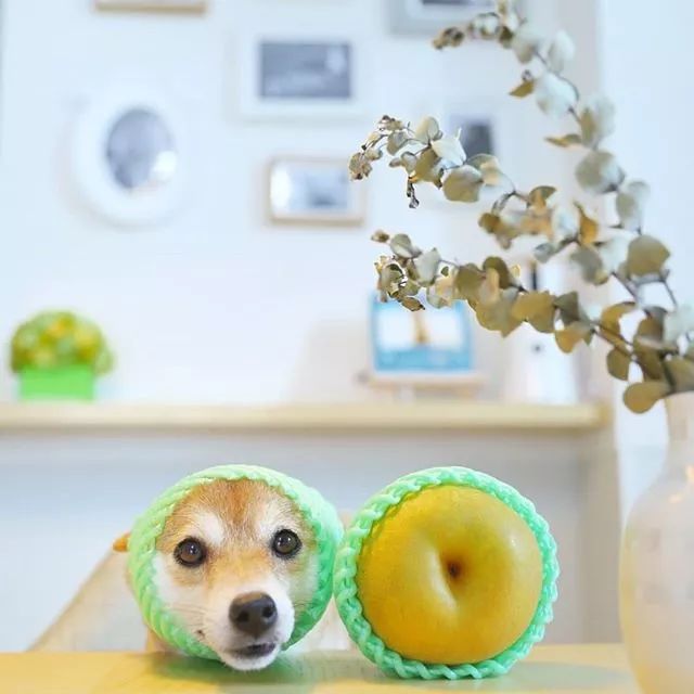 比人还会拍照的狗,简直萌炸朋友圈了