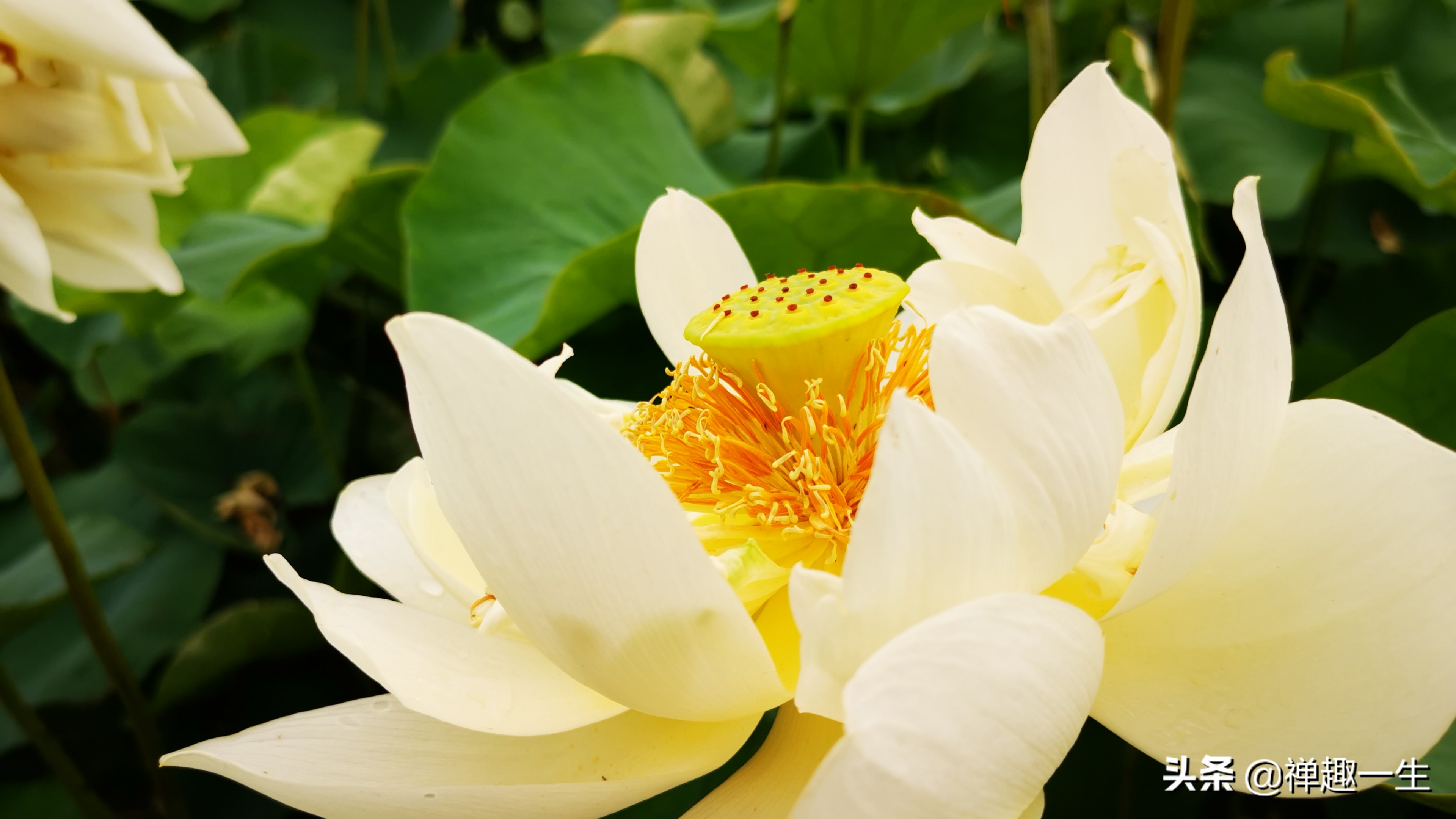 辰山植物园荷花研究基地,中科院上海辰山植物科研中心