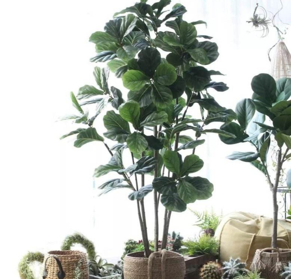 适合于客厅的好养的常绿植物,卧室适合养什么大叶植物