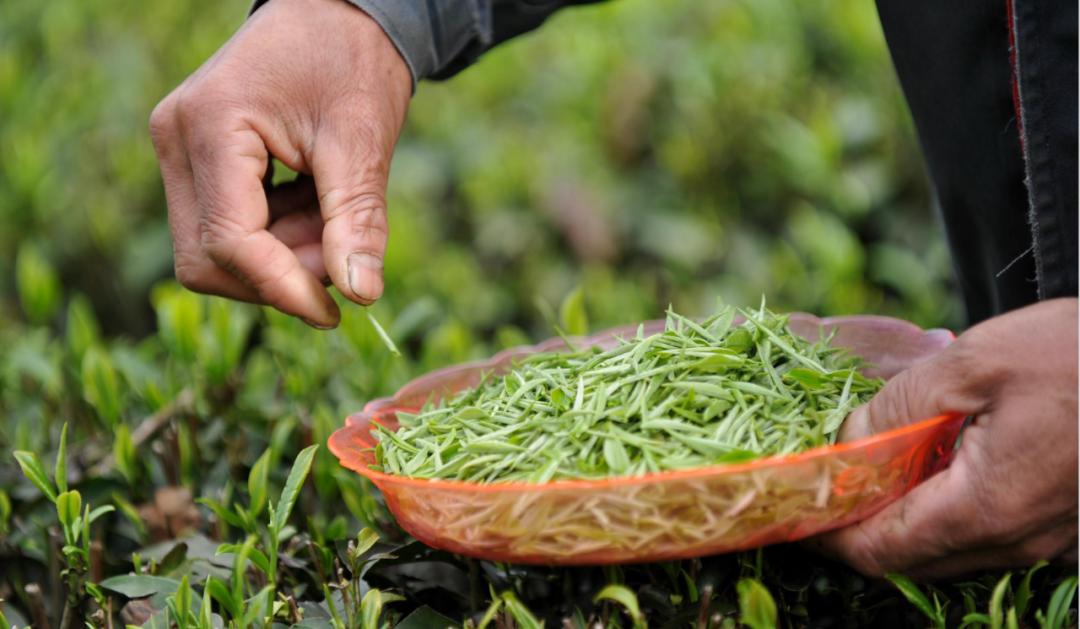 楂樺北鑼跺彾鍔╁姏鑴辫传瑙嗛,楂樺北鑼跺彾鍔╁姏鑴辫传