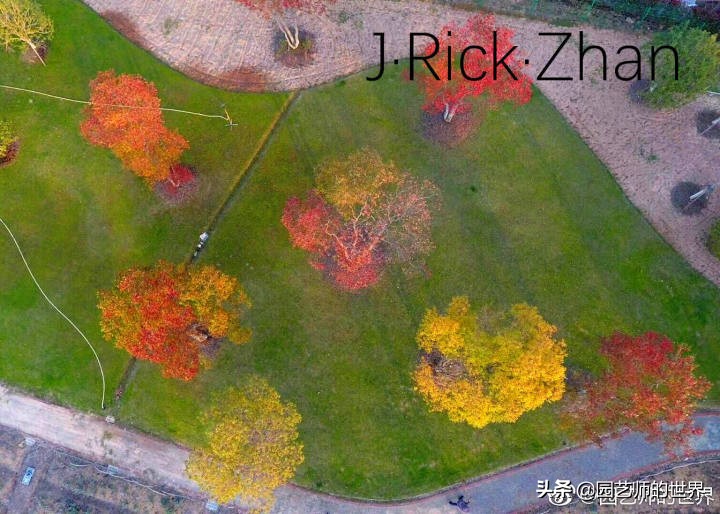 高尔夫果岭草坪家庭院子种植,麦冬草坪种植方法和注意事项