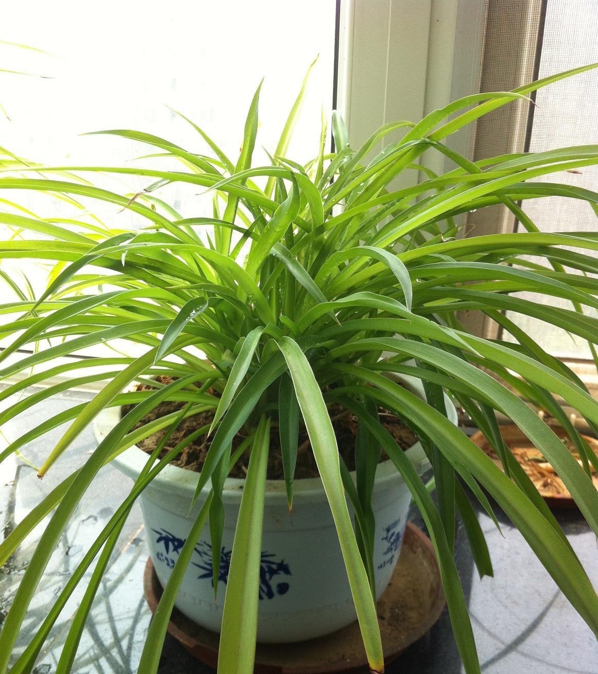 吊兰水培不剪断匍匐茎可以土培吗,吊兰干尖黄叶是什么原因