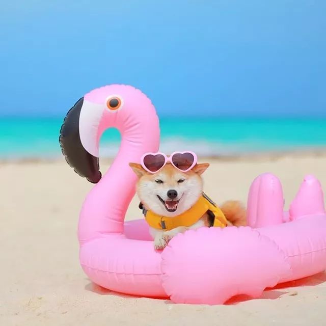 比人还会拍照的狗,简直萌炸朋友圈了