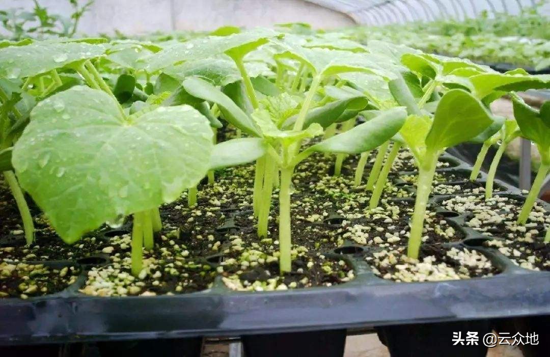 甜瓜缓苗期怎样管理,甜瓜育苗怎样保湿