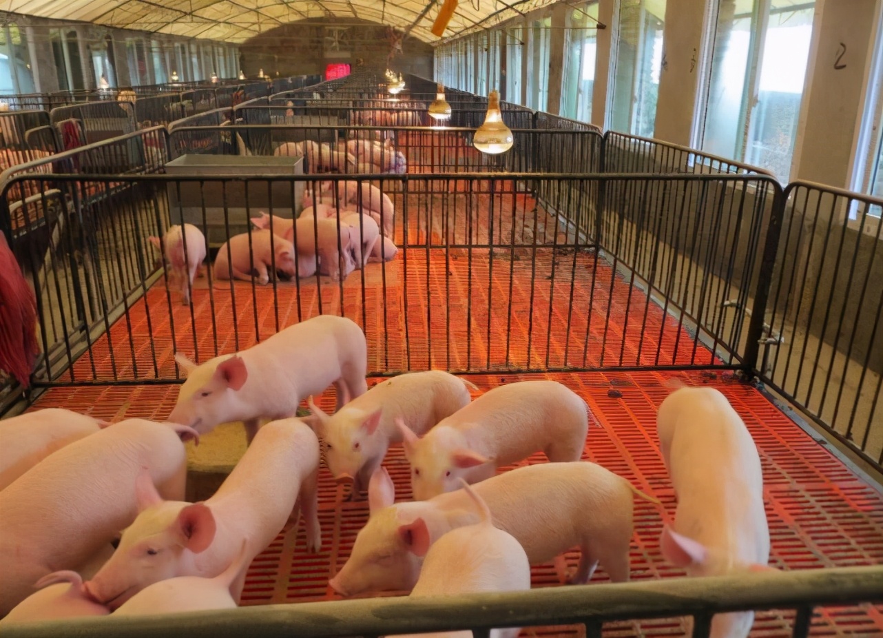 美国猪肉进口多少钱一斤 (美国猪肉进口中国多少钱一斤)