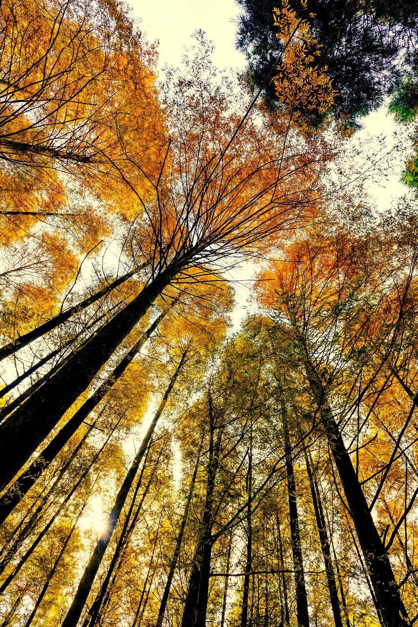 十首最美秋夜诗词,十首绝美夏天诗词大全