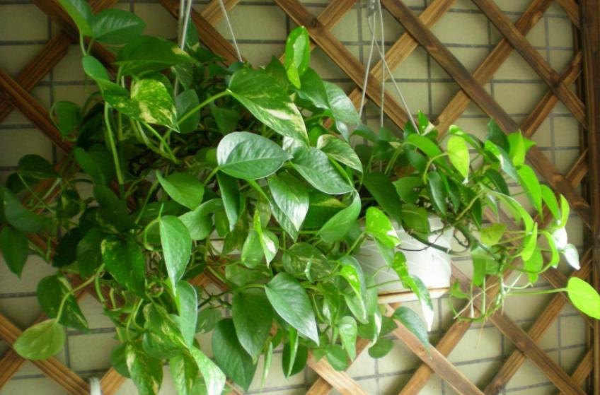 盆栽绿萝怎么养才能更旺盛呢,绿萝大盆栽图片大全