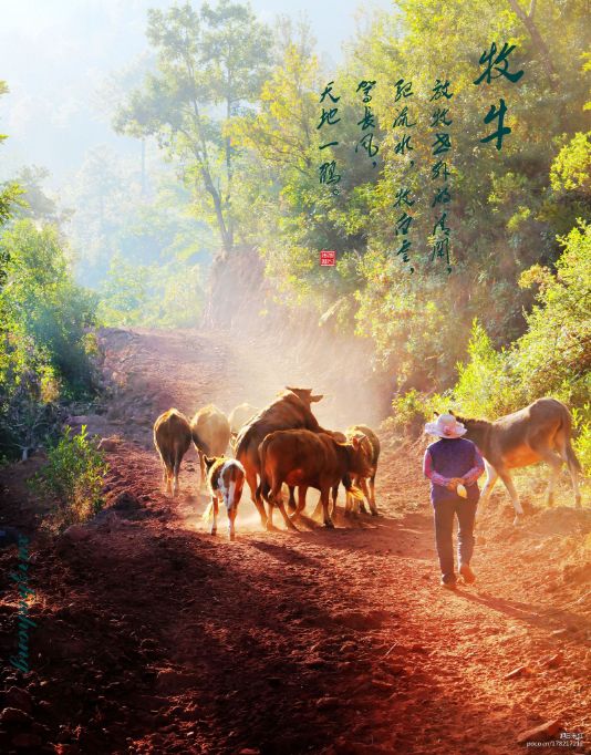 乡村版的都市爱情小说,农村爱情故事的小说