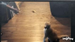 失明猫咪康复治疗,失明猫咪怎么照顾