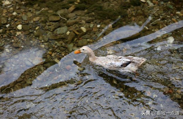 鸭副粘病毒症状图谱,鸭副粘病毒病和鸭瘟
