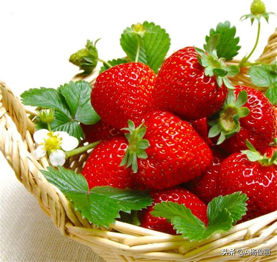 正宗的水果酒调制方法,杨俊丽做水果酒