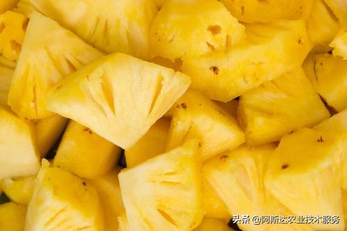 盆栽菠萝的种植方法和技术图片,盆栽菠萝的种植方法和技术视频