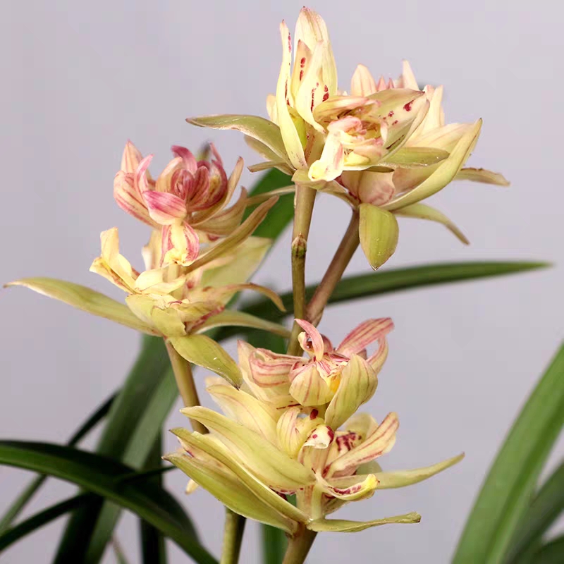 建兰富山奇蝶怎么不开花,富山奇蝶兰好养吗