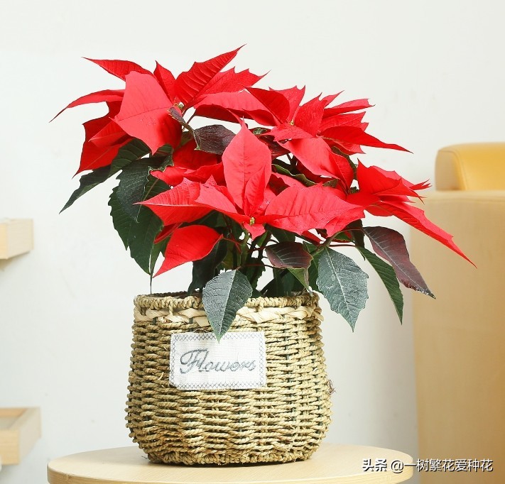 最毒的五种花不能在家里养,家里不能养的六种花会招来鬼