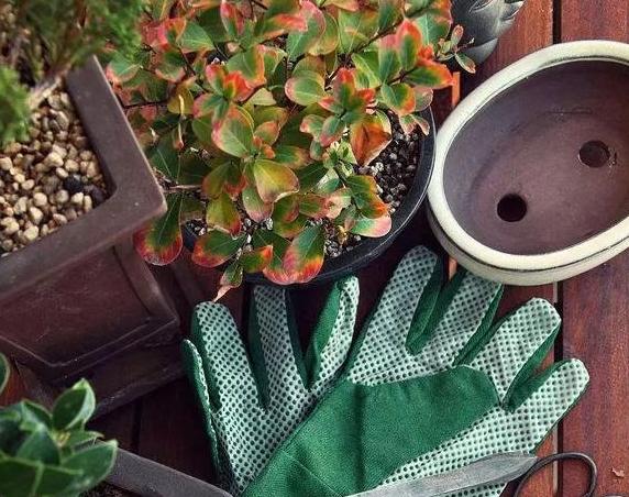 盆栽土的表面发霉要不要紧,盆栽新土怎么处理