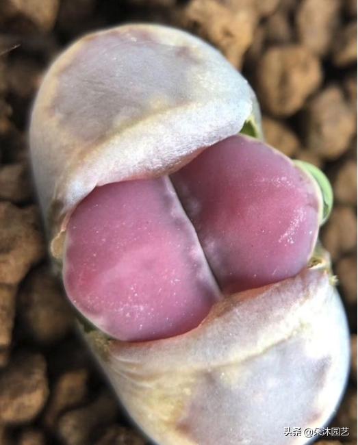 生石花扒皮看什么,生石花皮要扒吗