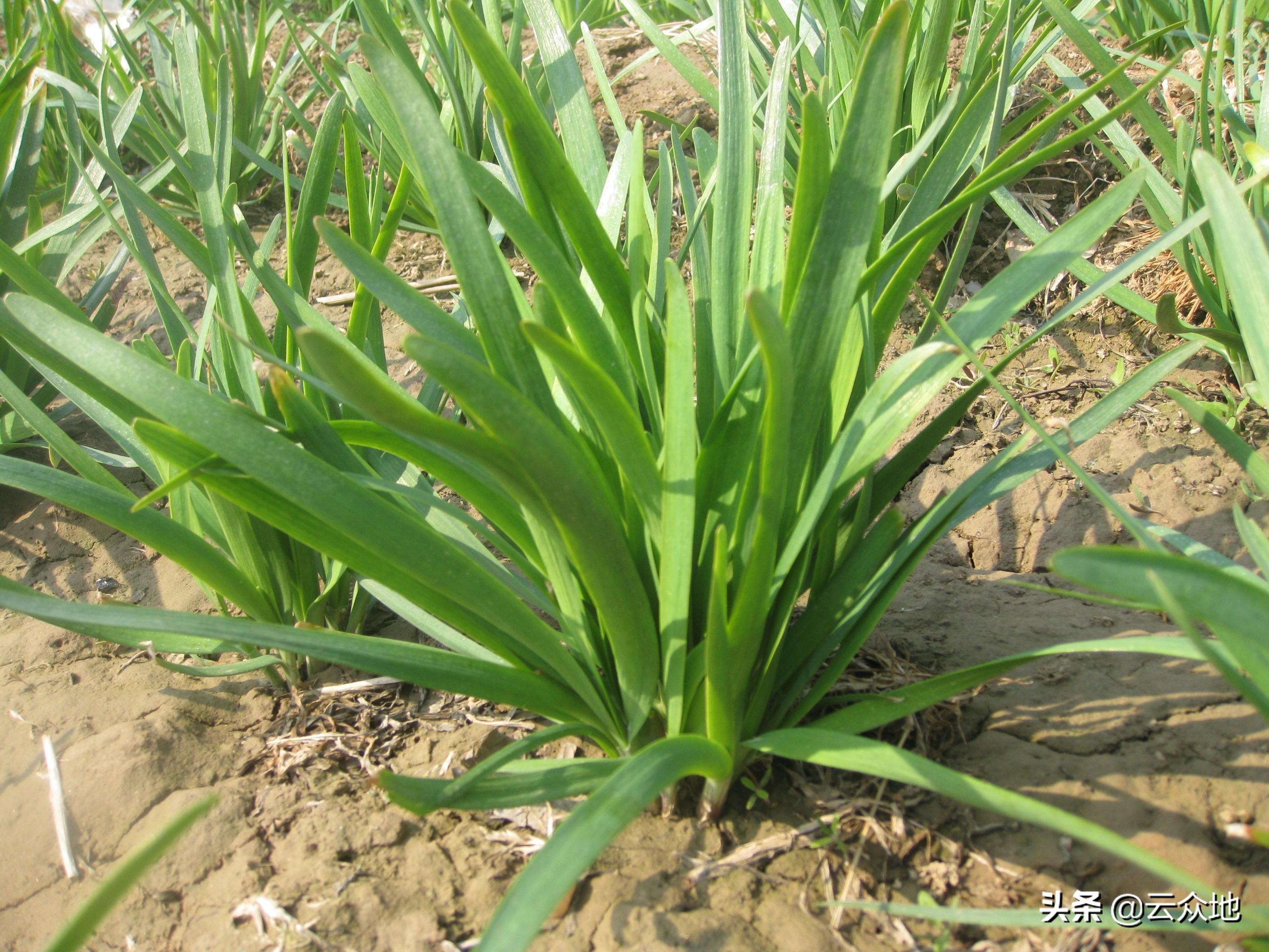 韭菜种植标准化技术,韭菜分株繁殖