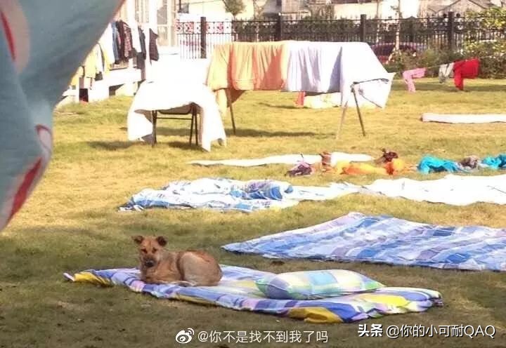 全网通缉照片上的狗,被全网通缉的狗