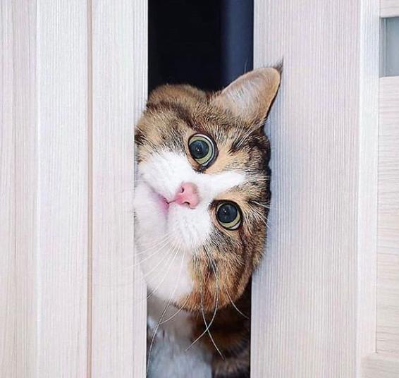 猫真的有那么聪明吗,猫真的有那么聪明嘛